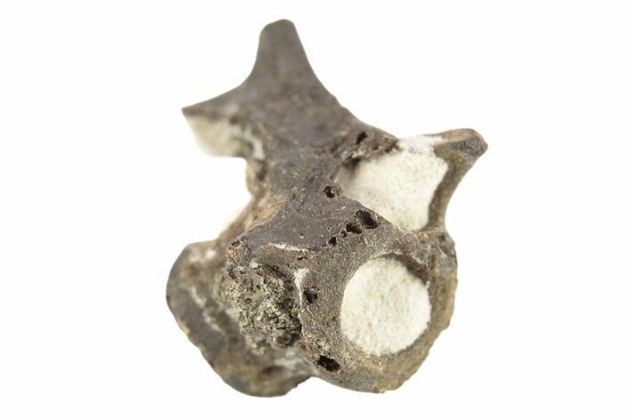Permian Reptile Fossil Vertebra - Oklahoma #261404